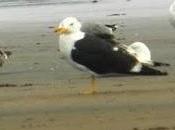 gaviotas