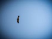 Volar límites