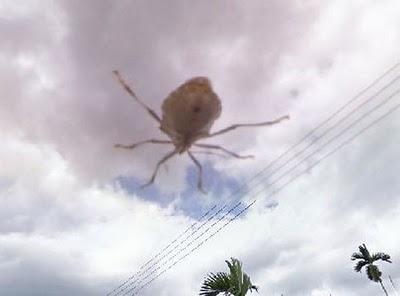 foto rara google street view