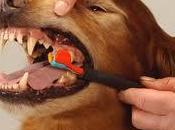 Cuidado dental para mascota