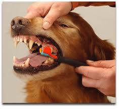 Cuidado dental para tu mascota