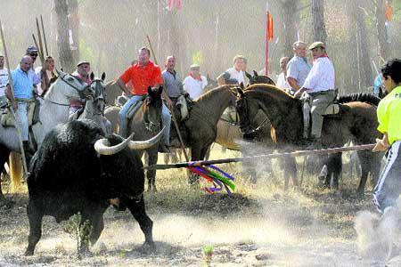 CARTA A LA UNESCO CONTRA EL TORO DE LA VEGA. PÁSALO!