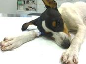 S.O.S!! ARENITA, tiene salvar. URGENTE!!!