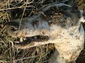 acuerda apertura juicio oral caso hombre confesó haber ahorcado galgos.