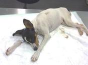 llama "arenita" color