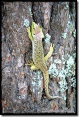 LagartoOcelado (9) LagartoOcelado (9)