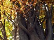 Real Jardín Botánico. Actividades Octubre