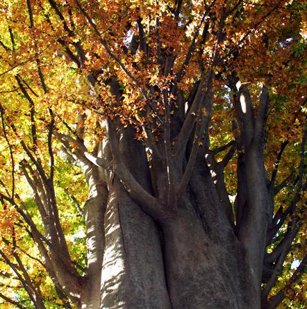 Real Jardín Botánico. Actividades en Octubre
