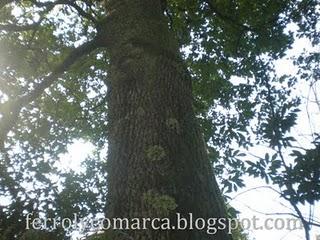 Impresionante roble