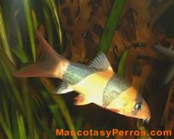 peces Botia Payaso 