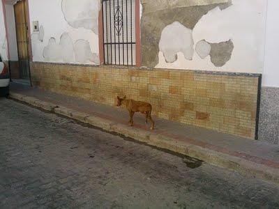 Triki, podenquito herido. (Sevilla)