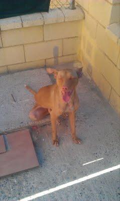 SIGUE IGUAL, PODENCO ESQUELÉTICO EN LA CALLE. (SEVILLA)