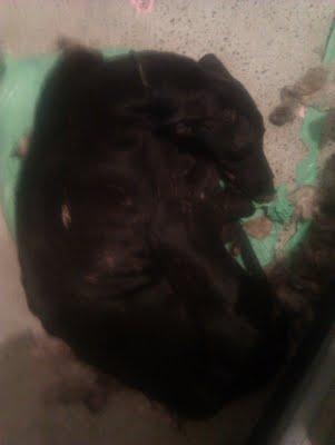 GALGA EN CONDICIONES EXTREMAS ¡¡POR FAVOR, SE NECESITA AYUDA!!