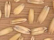 Avena: cereal múltiples propiedades saludables