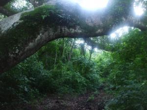 Ometepe y los tiburones de agua dulce