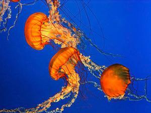 Desveladas las claves del éxito evolutivo de las medusas