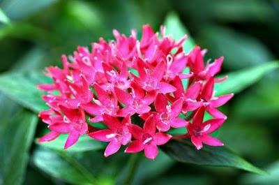 Pentas lanceolata