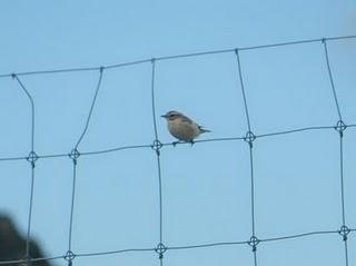 Migración de tarabilla norteña