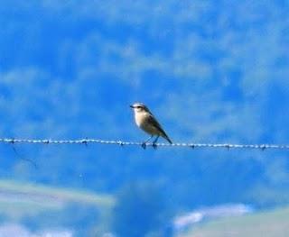 Migración de tarabilla norteña