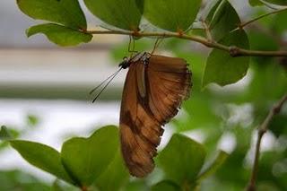 Flores, Plantas y Mariposas