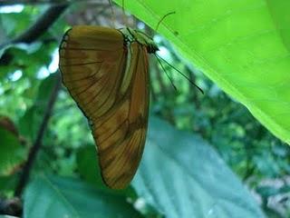 Flores, Plantas y Mariposas