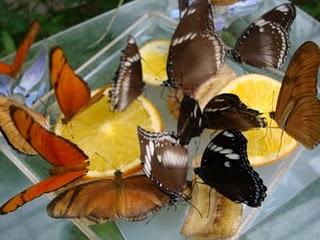 Flores, Plantas y Mariposas