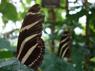 Flores, Plantas y Mariposas