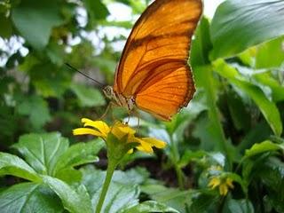 Flores, Plantas y Mariposas