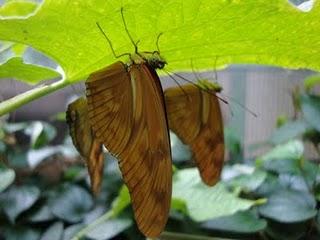 Flores, Plantas y Mariposas