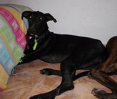 ZETA, galguita azabache busca hogar. (Madrid)