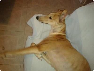 VALENTIN, PRECIOSISIMO GALGO YA NO LO QUIEREN, NECESITA UN HOGAR. (VALENCIA)