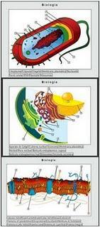 Partes y funciones de la Célula