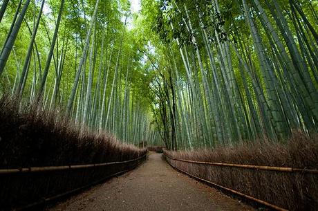 los jadrines de Sagano (Arashiyama)