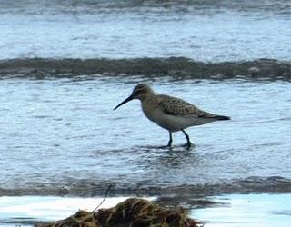 Correlimos zarapitín y menudo