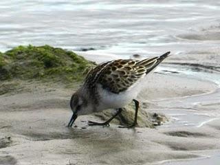 Correlimos zarapitín y menudo