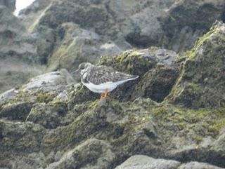 Correlimos zarapitín y menudo