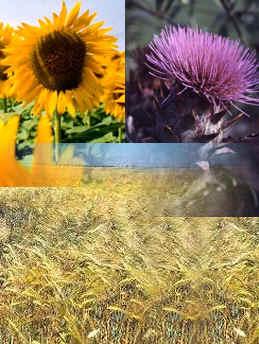 BIOMASA Y ENERGÍA (PARTE III)