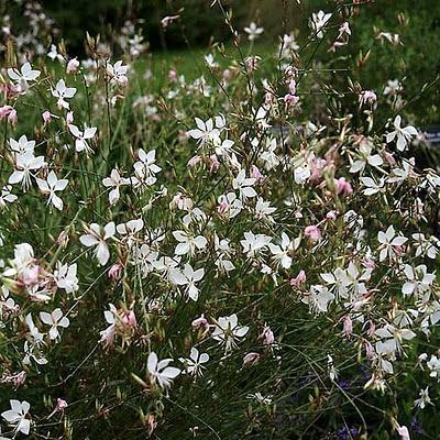 Gaura lindheimeri