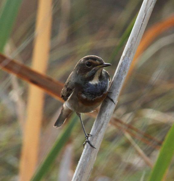 RUISEÑOR PECHIAZUL-LUSCINIA SVECICA-BLUETHROAT Y BUITRE LEONADO-GYPS FULVUS