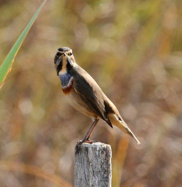 RUISEÑOR PECHIAZUL-LUSCINIA SVECICA-BLUETHROAT Y BUITRE LEONADO-GYPS FULVUS