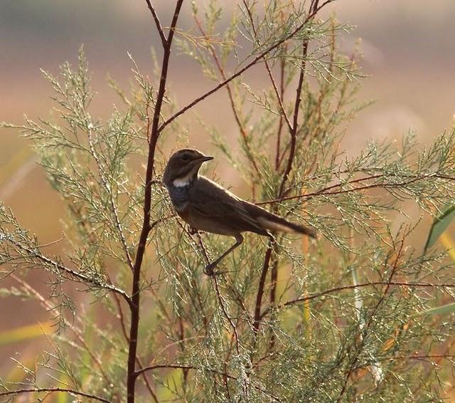 RUISEÑOR PECHIAZUL-LUSCINIA SVECICA-BLUETHROAT Y BUITRE LEONADO-GYPS FULVUS