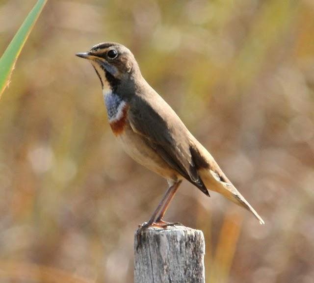 RUISEÑOR PECHIAZUL-LUSCINIA SVECICA-BLUETHROAT Y BUITRE LEONADO-GYPS FULVUS