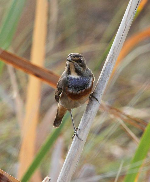 RUISEÑOR PECHIAZUL-LUSCINIA SVECICA-BLUETHROAT Y BUITRE LEONADO-GYPS FULVUS