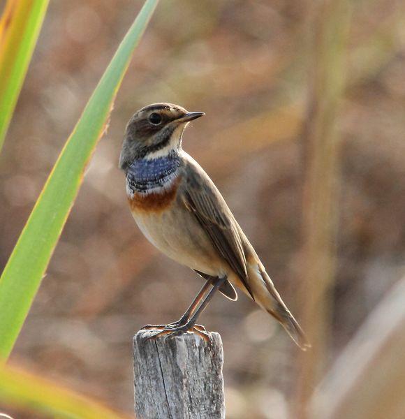 RUISEÑOR PECHIAZUL-LUSCINIA SVECICA-BLUETHROAT Y BUITRE LEONADO-GYPS FULVUS