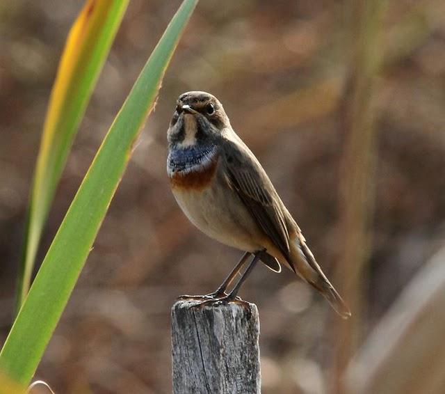 RUISEÑOR PECHIAZUL-LUSCINIA SVECICA-BLUETHROAT Y BUITRE LEONADO-GYPS FULVUS