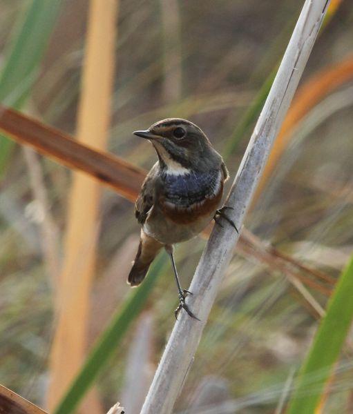 RUISEÑOR PECHIAZUL-LUSCINIA SVECICA-BLUETHROAT Y BUITRE LEONADO-GYPS FULVUS