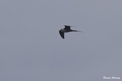 Salida en barco para ver marinas
