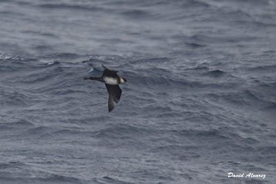 Salida en barco para ver marinas