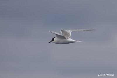 Salida en barco para ver marinas