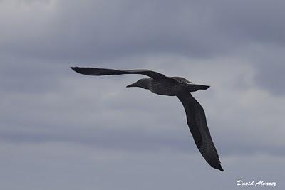 Salida en barco para ver marinas